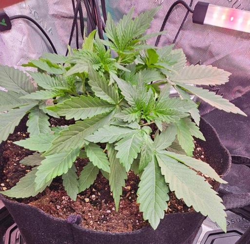 Hella Jelly and Mephisto O'z. Week 3 - 2