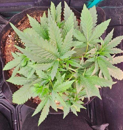 Hella Jelly and Mephisto O'z. Week 3 - 3