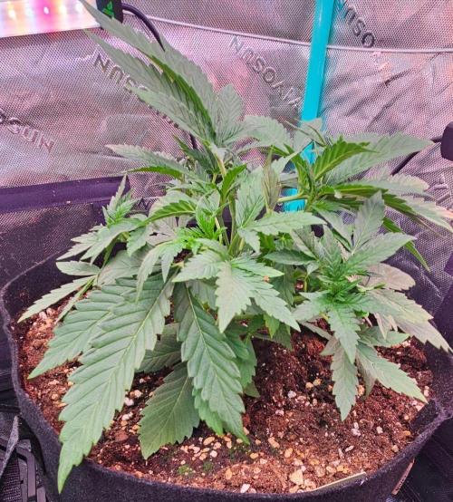 Hella Jelly and Mephisto O'z. Week 3 - 3