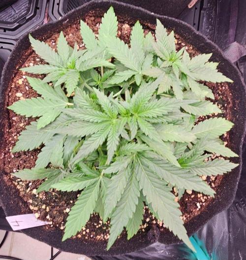 Hella Jelly and Mephisto O'z. Week 3 - 4