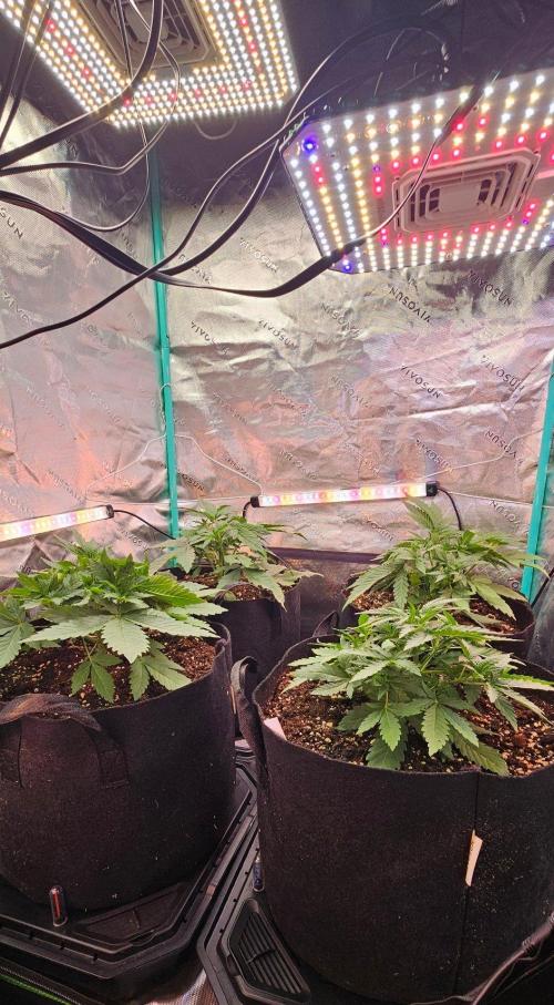 Hella Jelly and Mephisto O'z. Week 3