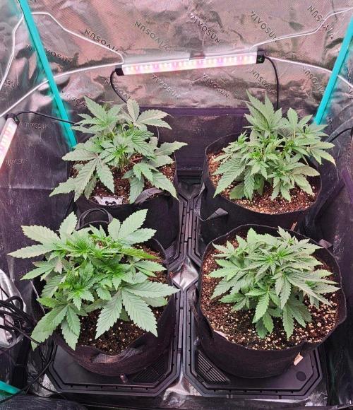 Hella Jelly and Mephisto O'z. Week 3