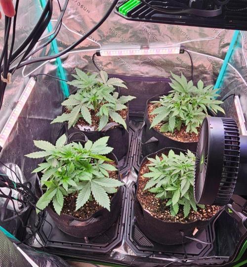 Hella Jelly and Mephisto O'z. Week 3