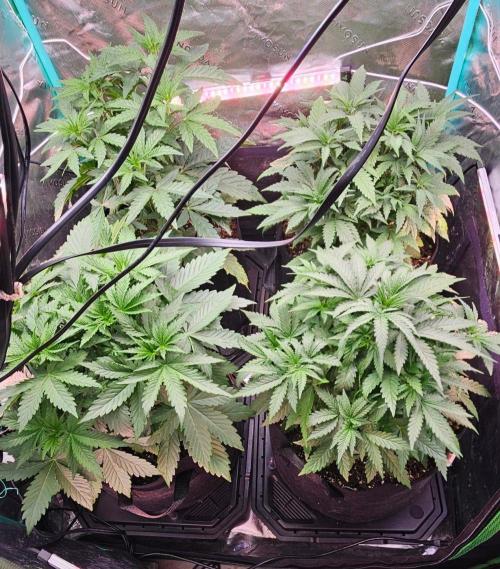 Hella Jelly and Mephisto O'z. Week 4 - before defoliation