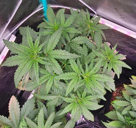 Hella Jelly and Mephisto O'z. Week 4 - 1