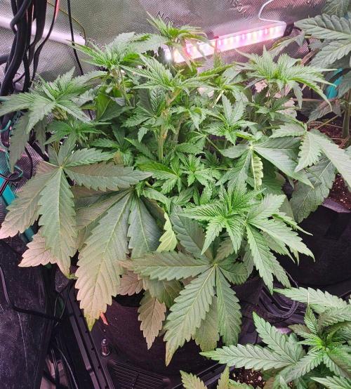 Hella Jelly and Mephisto O'z. Week 4 - 2