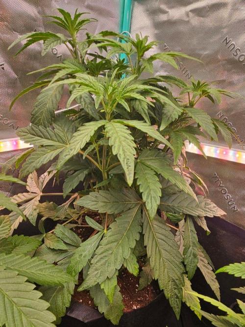 Hella Jelly and Mephisto O'z. Week 4 - 1