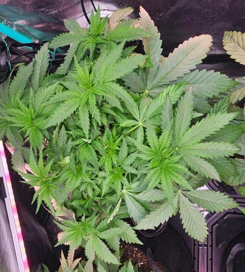 Hella Jelly and Mephisto O'z. Week 4 - 2