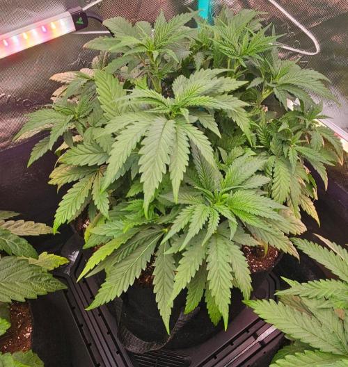 Hella Jelly and Mephisto O'z. Week 4 - 3