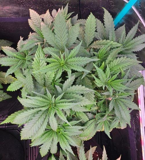 Hella Jelly and Mephisto O'z. Week 4 - 3