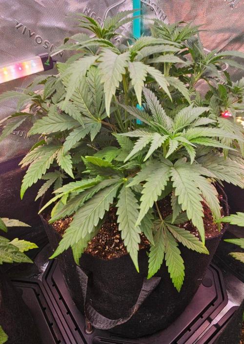 Hella Jelly and Mephisto O'z. Week 4 - 3