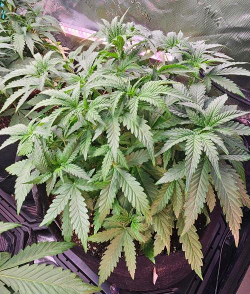 Hella Jelly and Mephisto O'z. Week 4 - 4