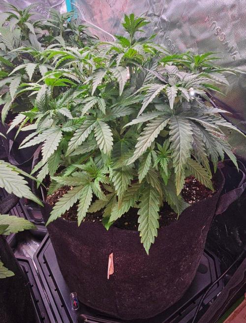 Hella Jelly and Mephisto O'z. Week 4 - 4