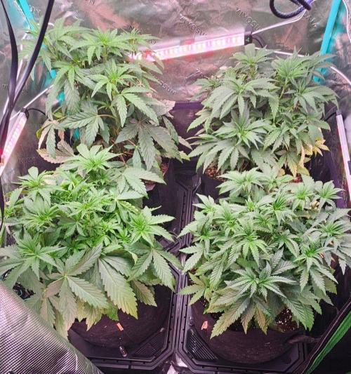 Hella Jelly and Mephisto O'z. Week 4 - after defoliation