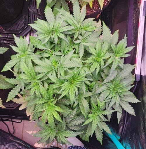 Hella Jelly and Mephisto O'z. Week 4 - 4