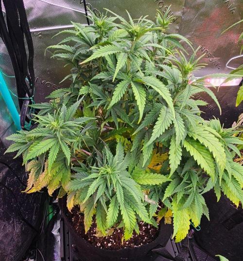 Hella Jelly and Mephisto O'z. Week 5 - 3
