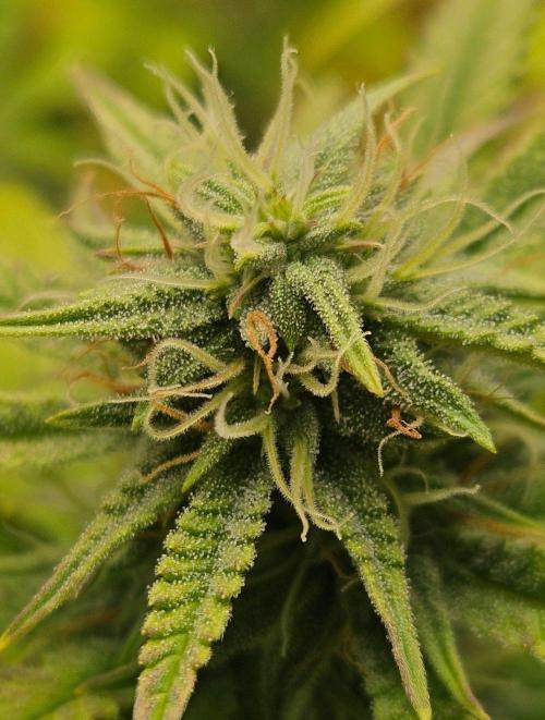 Hella Jelly and Mephisto O'z. Week 7 - 3