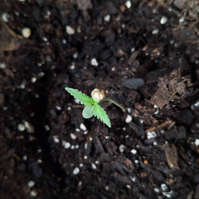 Gorilla Glue Auto Outdoor. Week 1