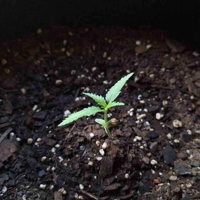 Gorilla Glue Auto Outdoor. Week 2