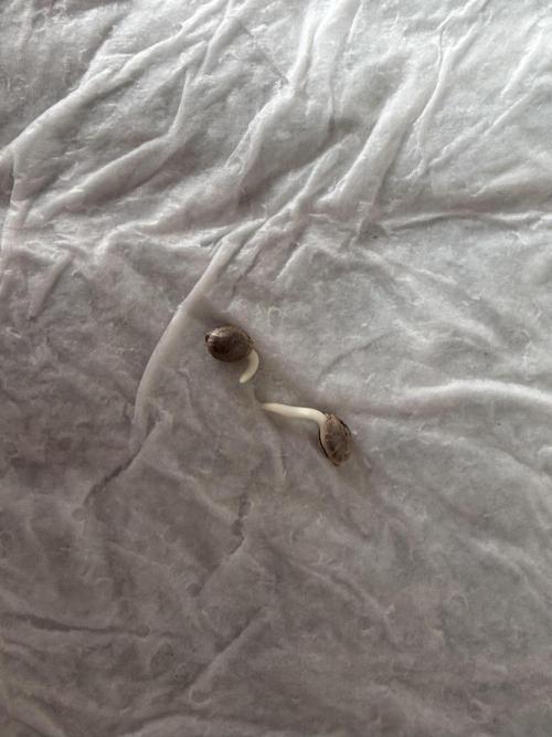 Durban Poison Indoors. Week 0 - Germinated seeds