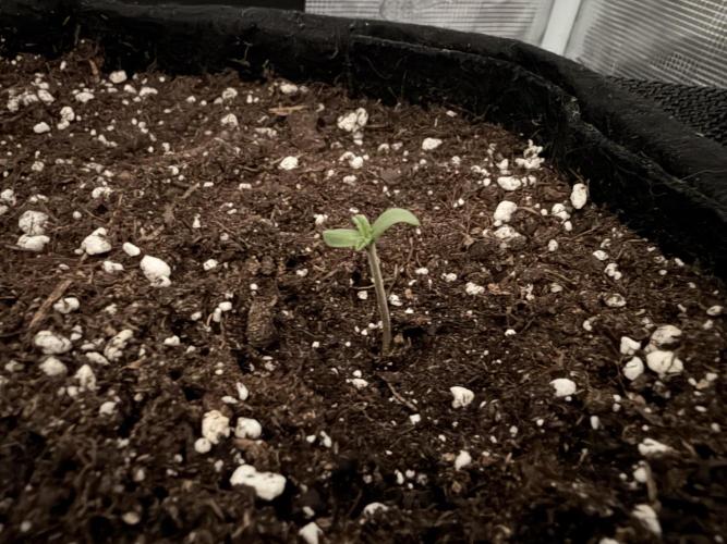Durban Poison Indoors. Week 1 - 11.04.26