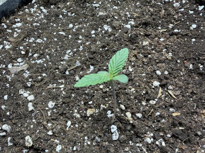 Durban Poison Indoors. Week 1 - 15.04.26