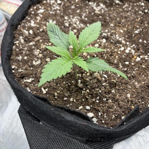 Durban Poison Indoors. Week 2 - 22.04.26