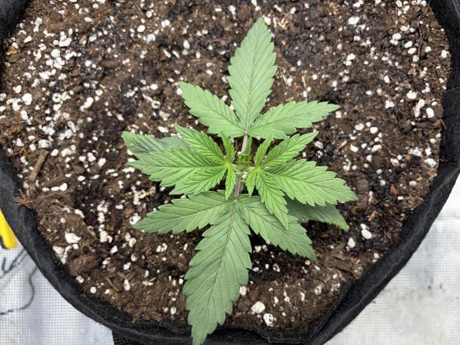 Durban Poison Indoors. Week 3 - 25.04.26
