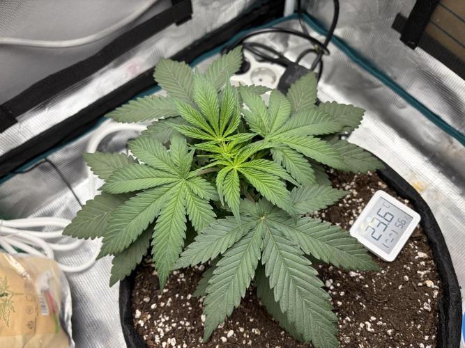 Durban Poison Indoors. Week 4 - 05.05.26 before the topping
