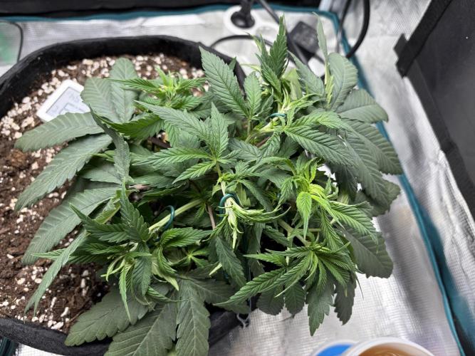 Durban Poison Indoors. Week 6 - 16.05.26