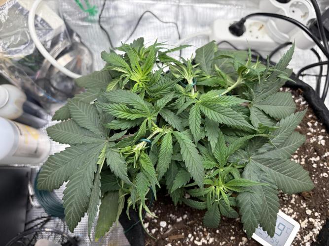 Durban Poison Indoors. Week 6 - 16.05.26