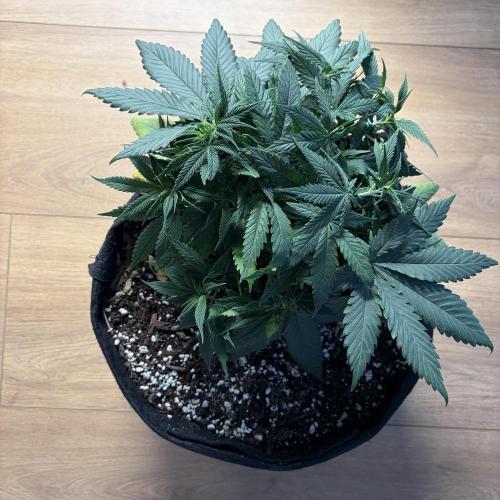 Durban Poison Indoors. Week 7 - 23.05.26