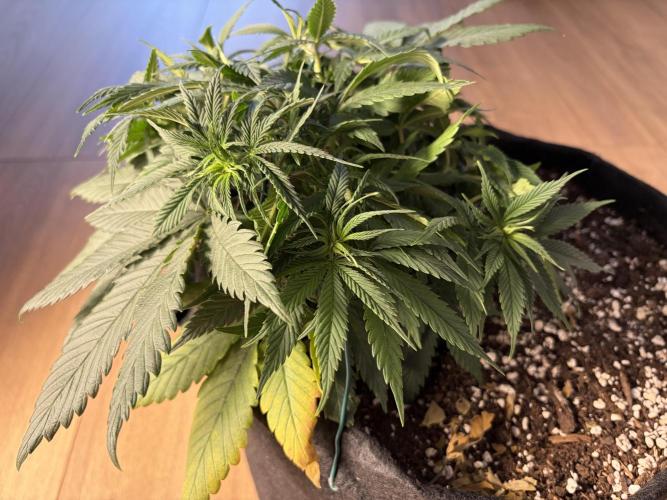 Durban Poison Indoors. Week 7 - 23.05.26