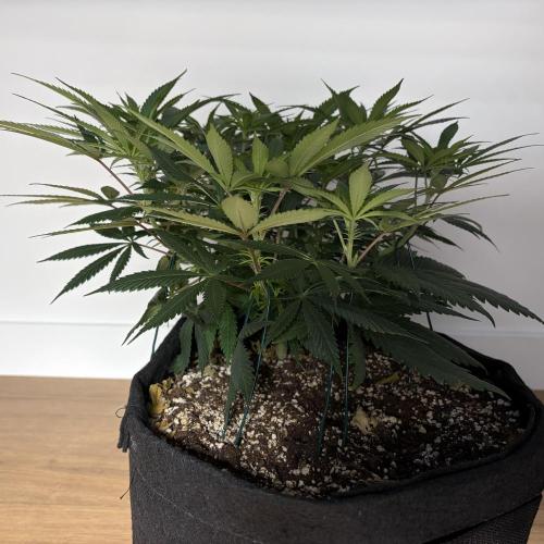 Durban Poison Indoors. Week 9 - 07.06.26