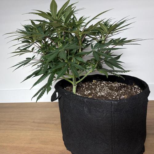 Durban Poison Indoors. Week 10 - 13.06.26