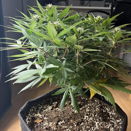 Durban Poison Indoors. Week 11 - 21.06.26