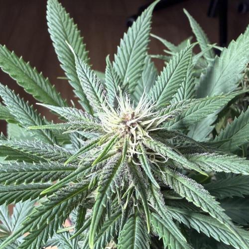 Durban Poison Indoors. Week 11 - 21.06.26