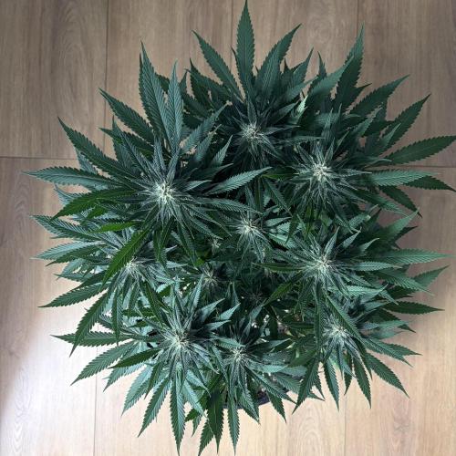 Durban Poison Indoors. Week 12 - 27.06.26