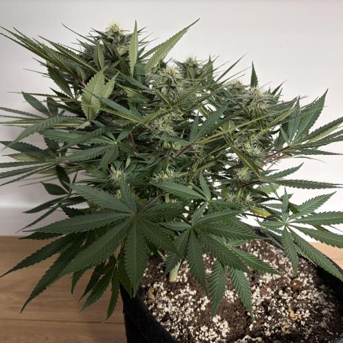 Durban Poison Indoors. Week 12 - 27.06.26