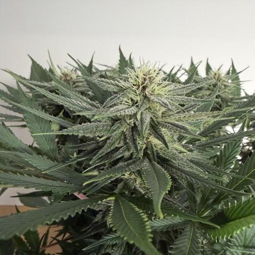 Durban Poison Indoors. Week 12 - 27.06.26