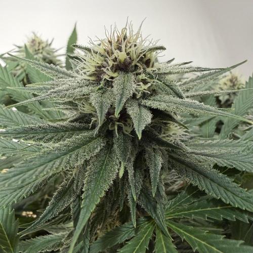 Durban Poison Indoors. Week 13 - 04.07.26