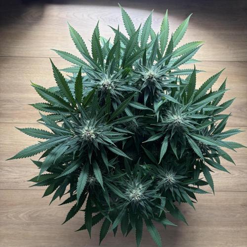 All-Mix. Week 13