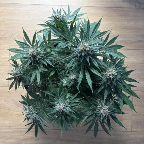 Durban Poison Indoors. Week 14 - 12.07.26
