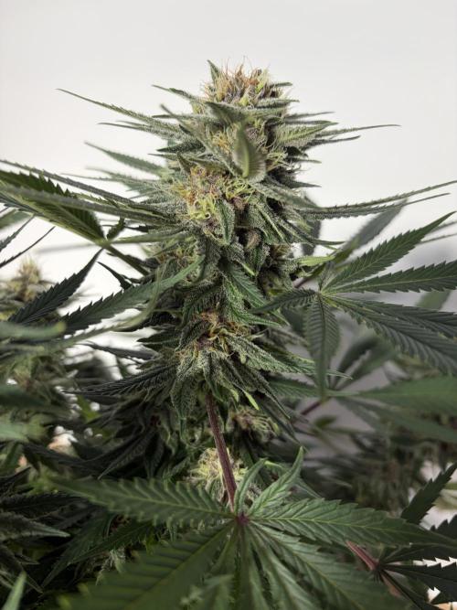Durban Poison Indoors. Week 14 - 12.07.26