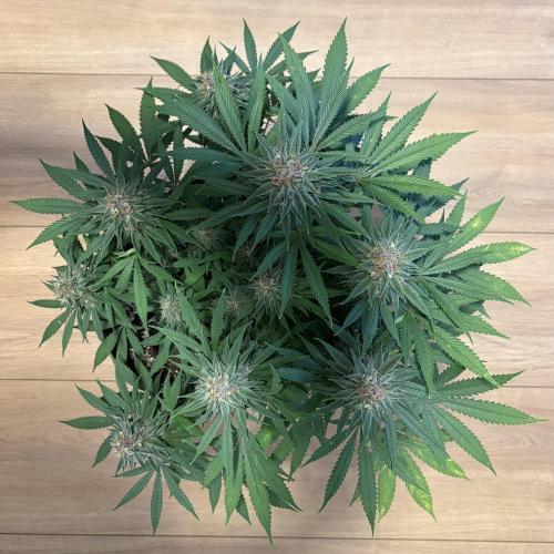 Durban Poison Indoors. Week 15 - 20.07.26