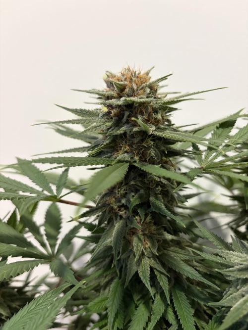 Durban Poison Indoors. Week 15 - 20.08.26