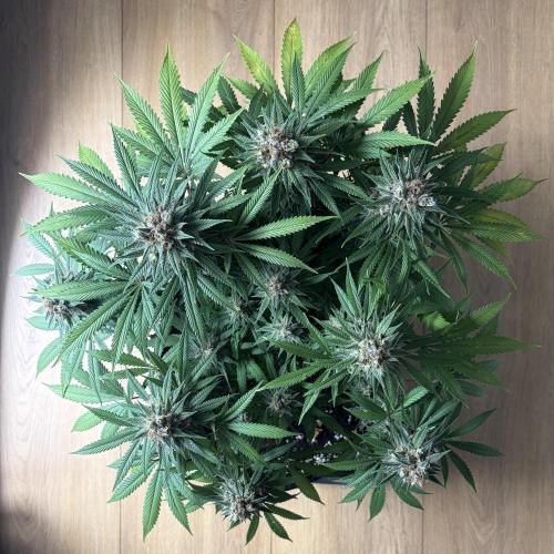 Durban Poison Indoors. Week 16 - 25.07.26