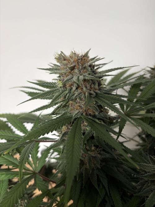 Durban Poison Indoors. Week 16 - 25.07.26