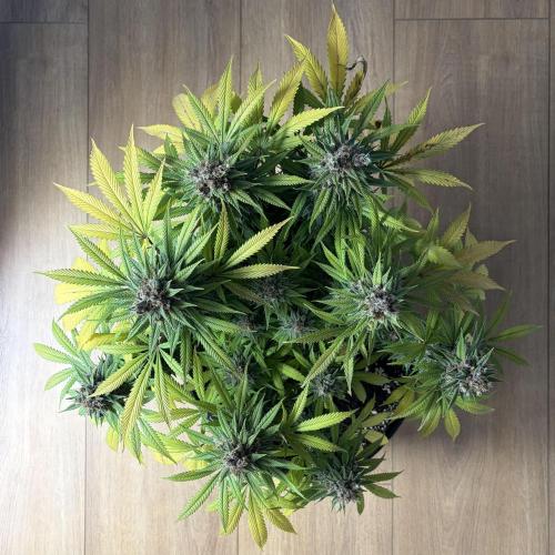 Durban Poison Indoors. Week 17 - 02.08.27