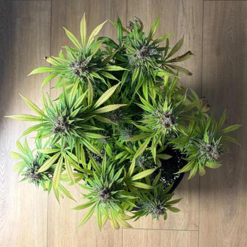Durban Poison Indoors. Week 18